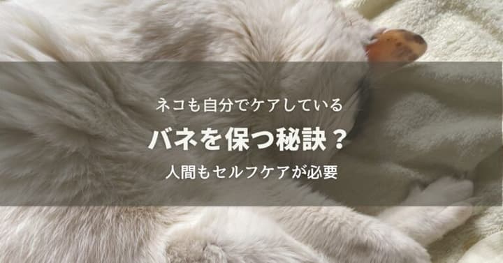 ネコも筋肉ケアしている？バネを保つ秘訣