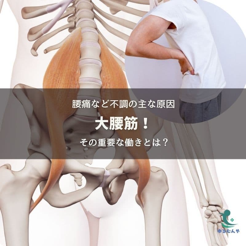 腰痛などほとんどの不調の原因〜大腰筋!その重要な働きとは?