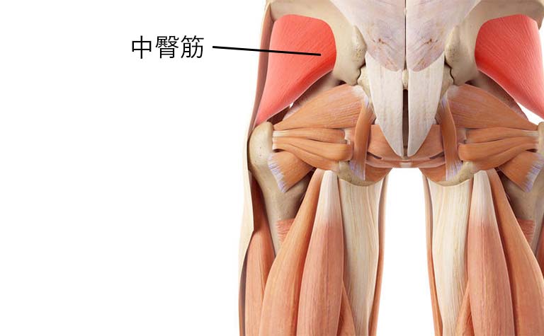 中臀筋