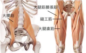 股関節屈筋群