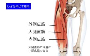 ひざを伸ばす筋肉_大腿四頭筋
