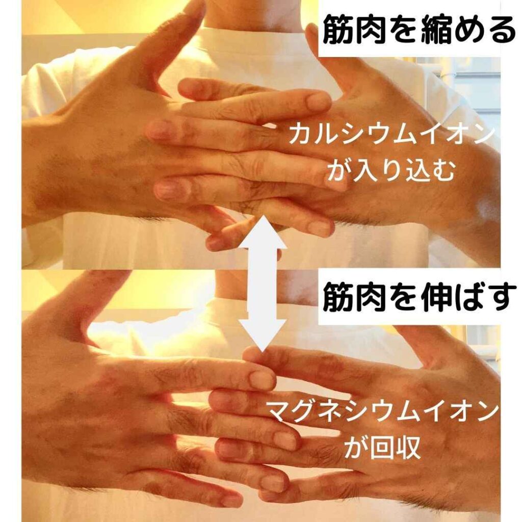 筋原線維(アクチンとミオシン)の動きのイメージ