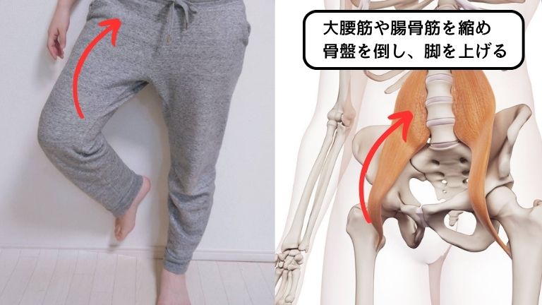 大腰筋や腸骨筋で脚を上げる